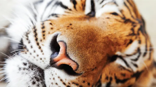 Wake the Sleeping Tiger With a Strategic Approach to Sales