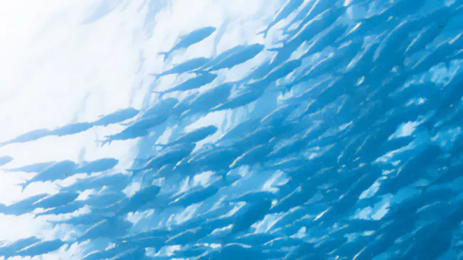A school of fish from below the water