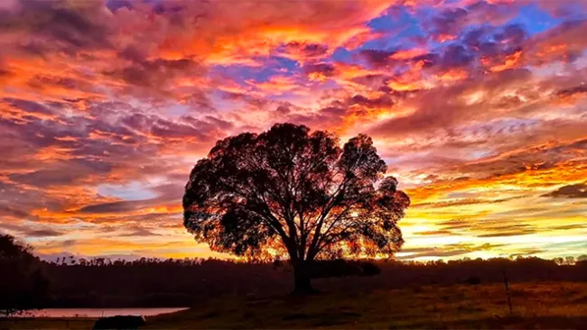 Tree against the backdrop of a colorful sunset