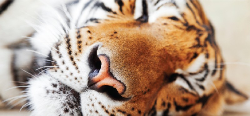 Wake the Sleeping Tiger With a Strategic Approach to Sales