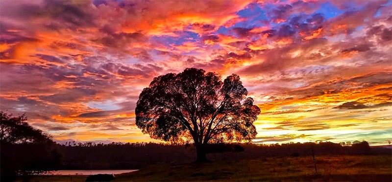 Tree against the backdrop of a colorful sunset